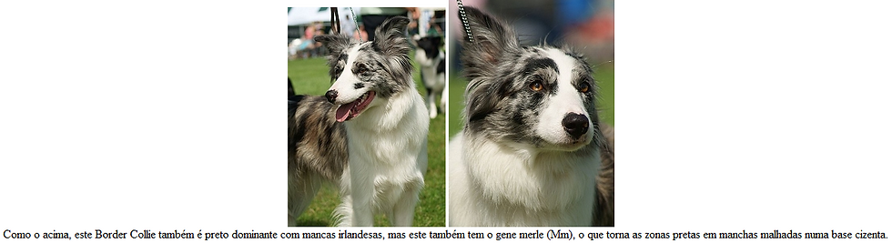 Genética, Cor, Cão, Padõres, Pêlo