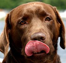 Genética, Cor, Cão, Padõres, Pêlo