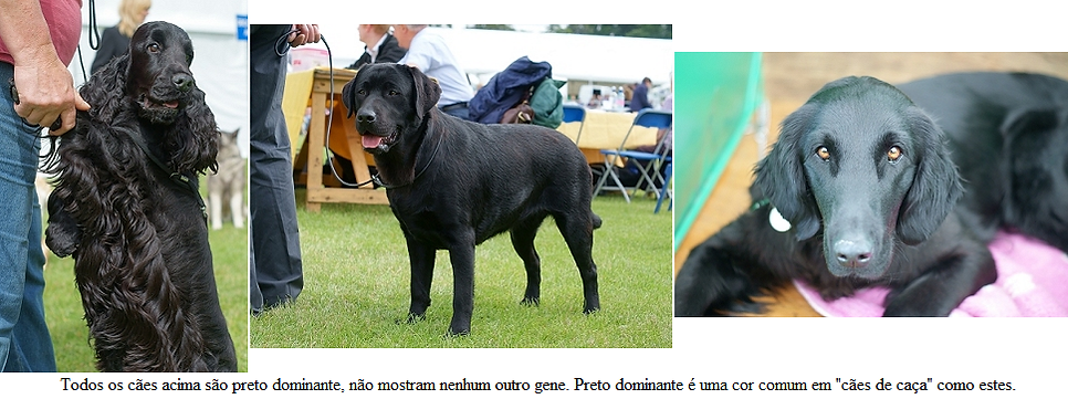 Genética, Cor, Cão, Padõres, Pêlo
