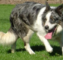 Genética, Cor, Cão, Padõres, Pêlo