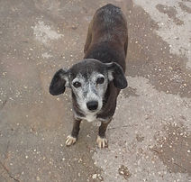 Genética, Cor, Cão, Padõres, Pêlo
