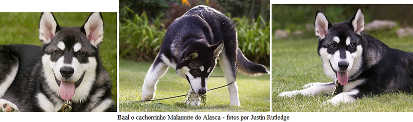 Genética, Cor, Cão, Padõres, Pêlo