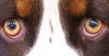 Genética, Cor, Cão, Padõres, Pêlo