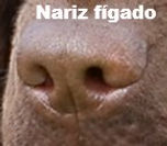 Genética, Cor, Cão, Padõres, Pêlo