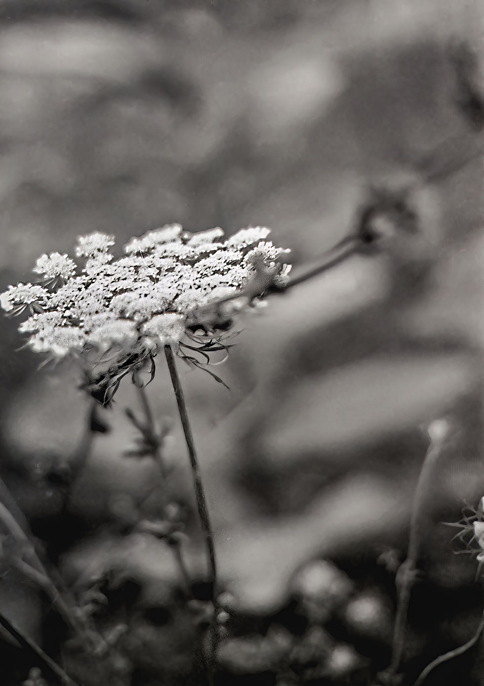 Flower.jpeg