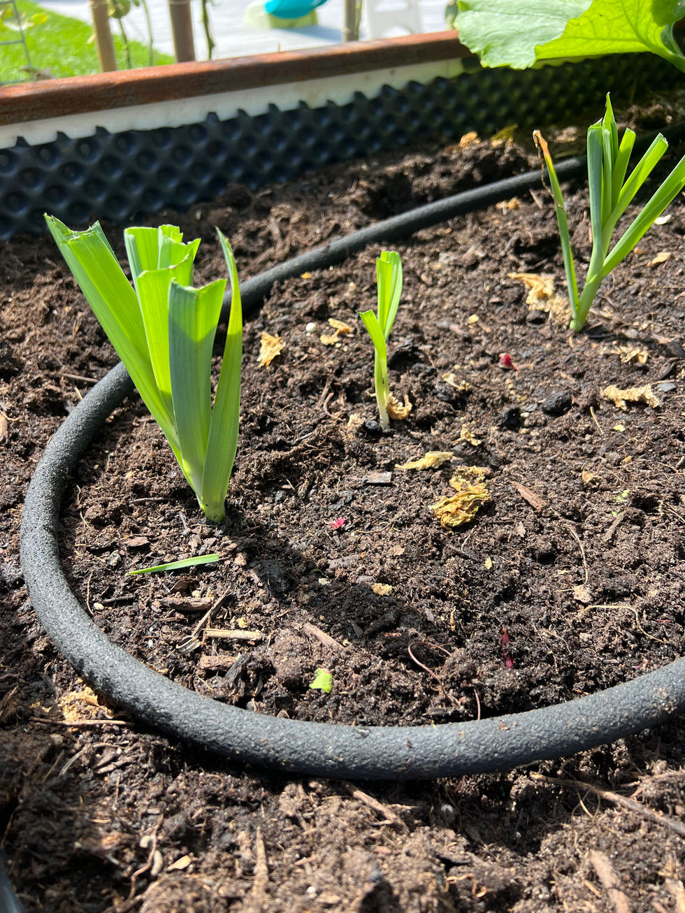 BAC POTAGER GARDEN STEEL
