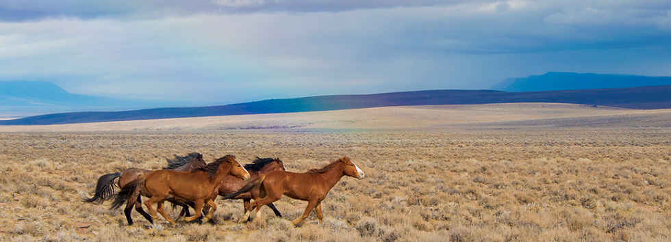 BLM Wild Horse & Burro Event – Clovis, New Mexico