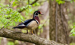 Wood Duck_male.jpg