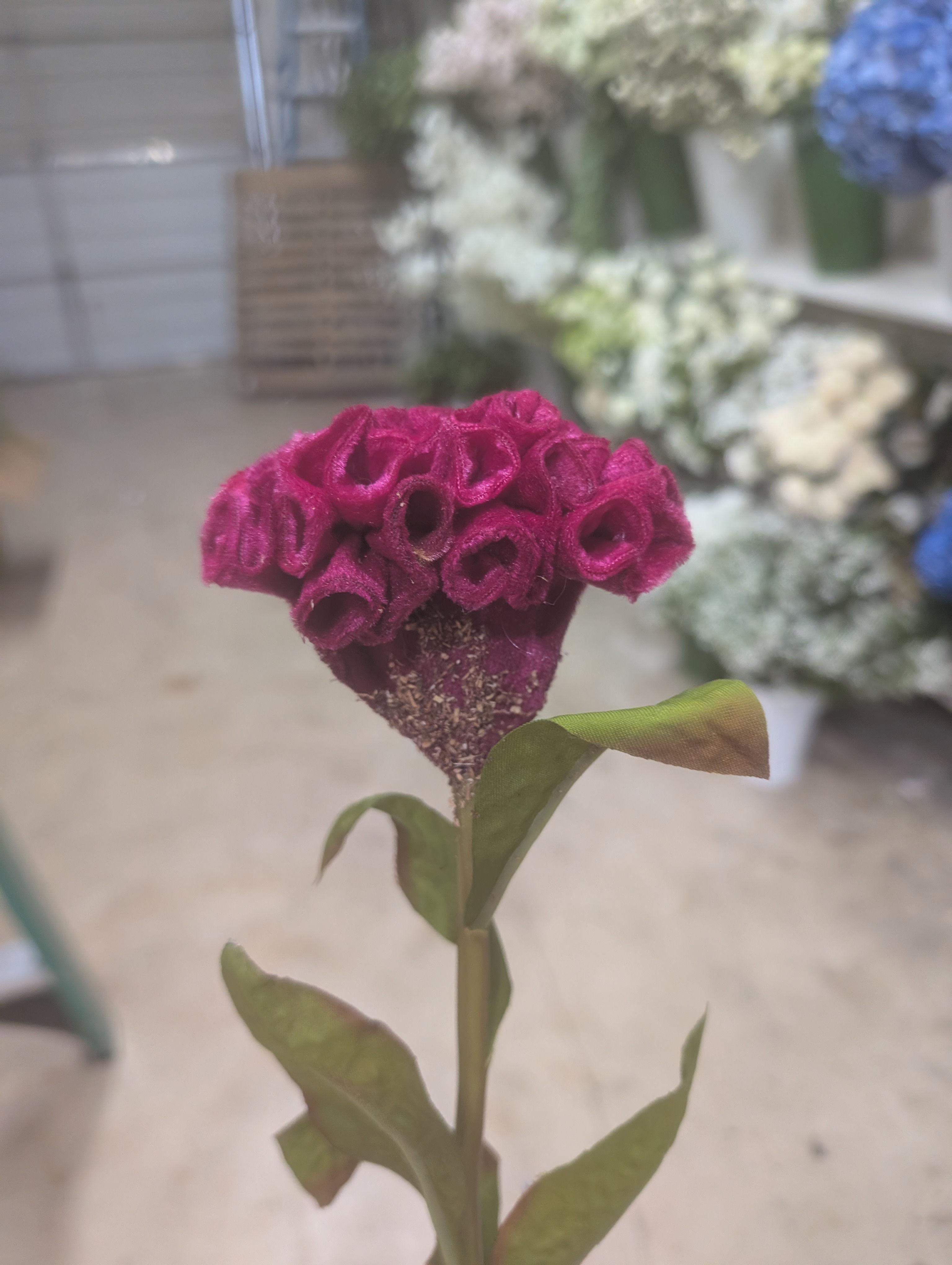 CELOSIA STEM 24" PINK