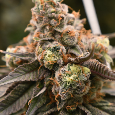 Mai Tai #4 flower from Blessd Solventless oklahoma