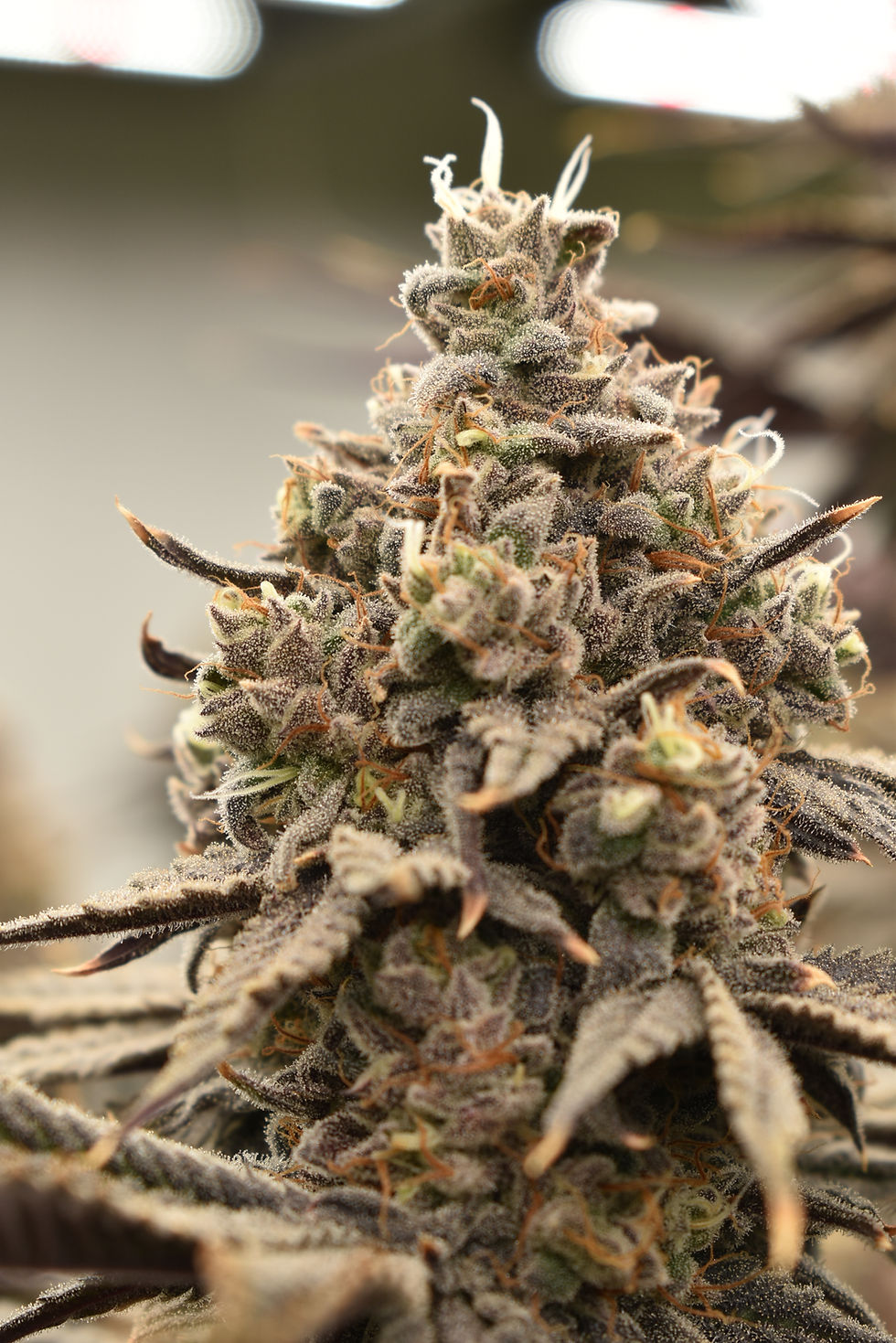 Close-up of Cadillac Rainbow cannabis flower covered in trichomes, showing resin heads used for solventless rosin production in Oklahoma.