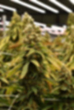 blessd solventless papaya single source flower