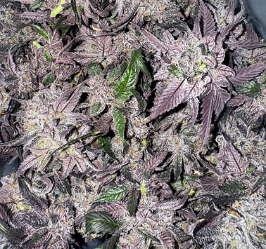 fresh hand trimmed flower ready to be frozen and washed.