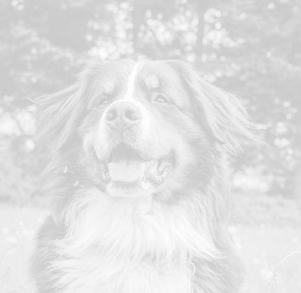 Dog Outdoors_edited.jpg