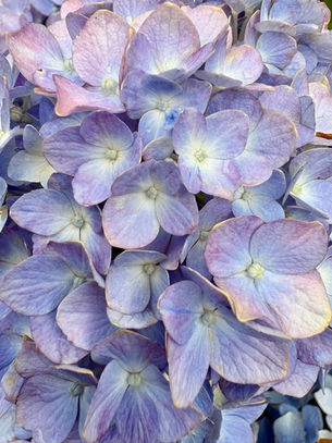 lavender blue hydrangea flowers