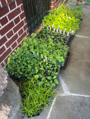 Foster Avenue 2025: Facts & Fotos