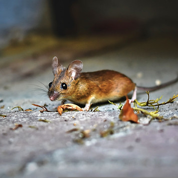 Souris Nuisible Deratisation