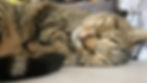 IMG-20240911-WA0014.jpg