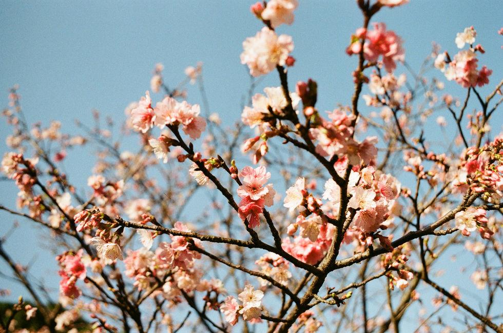 IMG_0051
