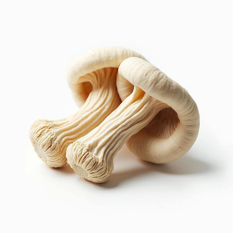 Boletus Secos Extra