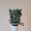 Thumbnail: White Lavender Plant in Zinc Pot