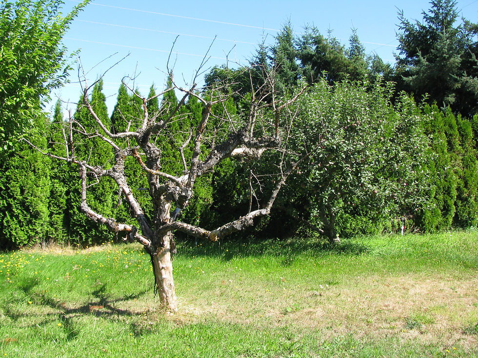 Dead Apple Tree