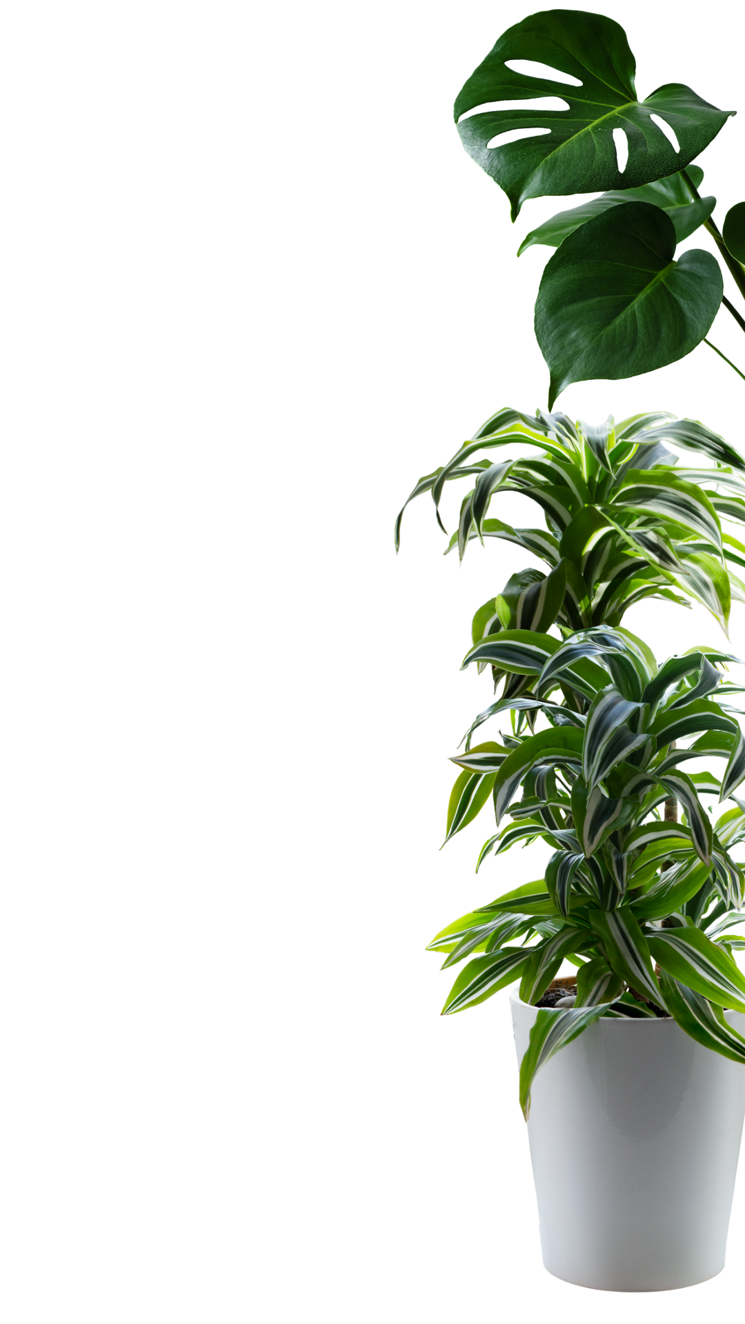 wix image_20250807_152445_0001.png