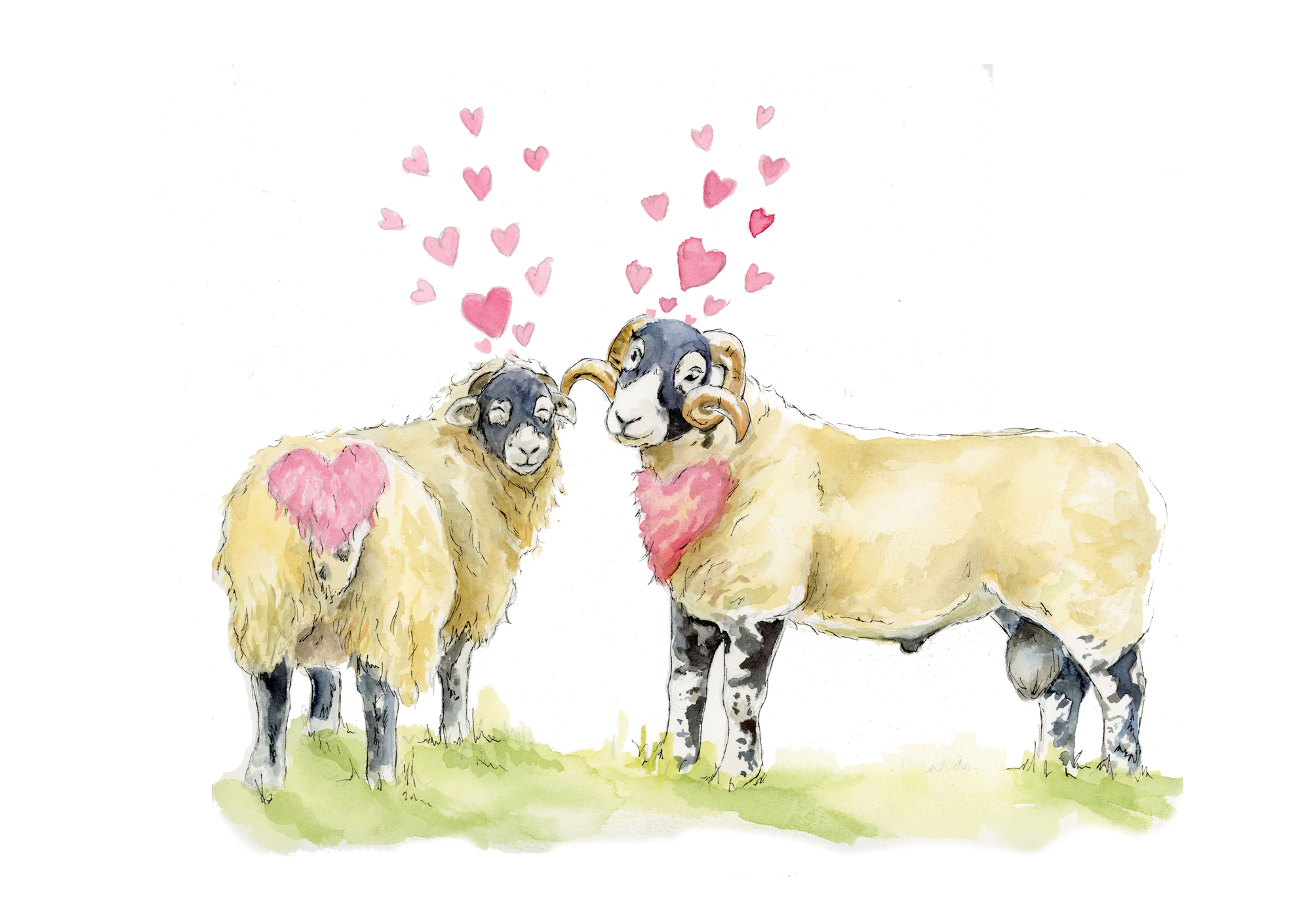 Sheep in love - Signed Print