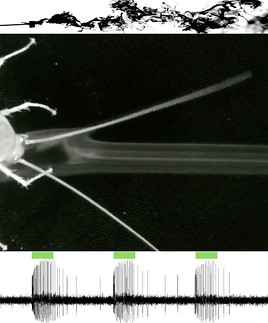 Active_sensing_photo.001.jpeg
