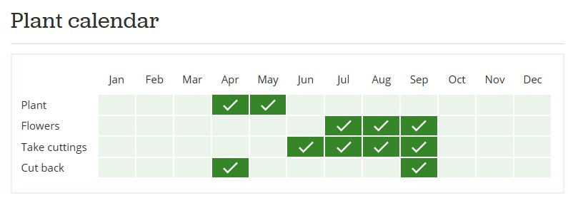 Thumbnail: Royal Velvet Lavender Plants- Pickup or Local Delivery only