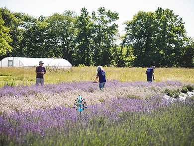 WildwoodLavenderFarm.LanaFoleyPhotography.FestivalDay1.June2024-39.jpg