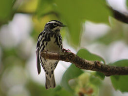 Birding at Wildwood Lavender Farm