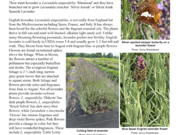 University of Maryland Extension Newsletter - Wildwood Featured