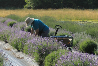 Lavender Planting Tips
