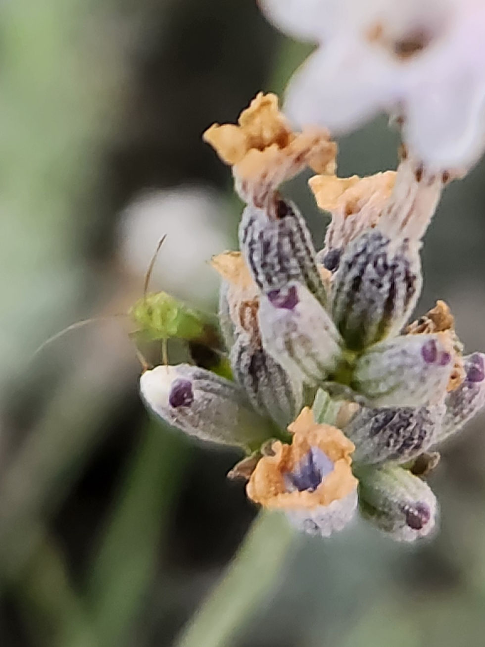 Thumbnail: White Edelweiss Lavender Plants - Pickup or Local Delivery only