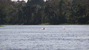 君は半魚人を知っているか?