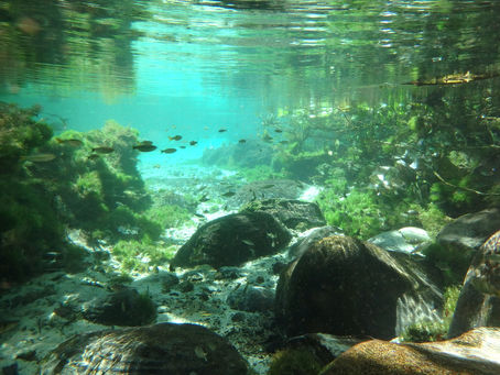 世界最大のアマゾン河を潜る