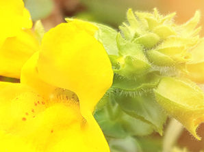 СЕКС ЗІ СТРАХУ ПО-ЖІНОЧОМУ