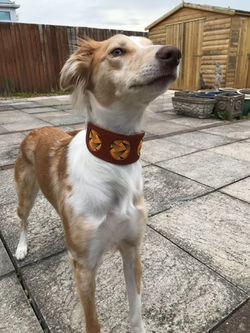 Leather Lurcher Collars UK Pointy Faces 