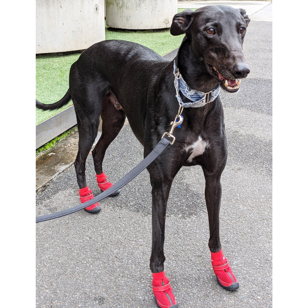booties for greyhounds
