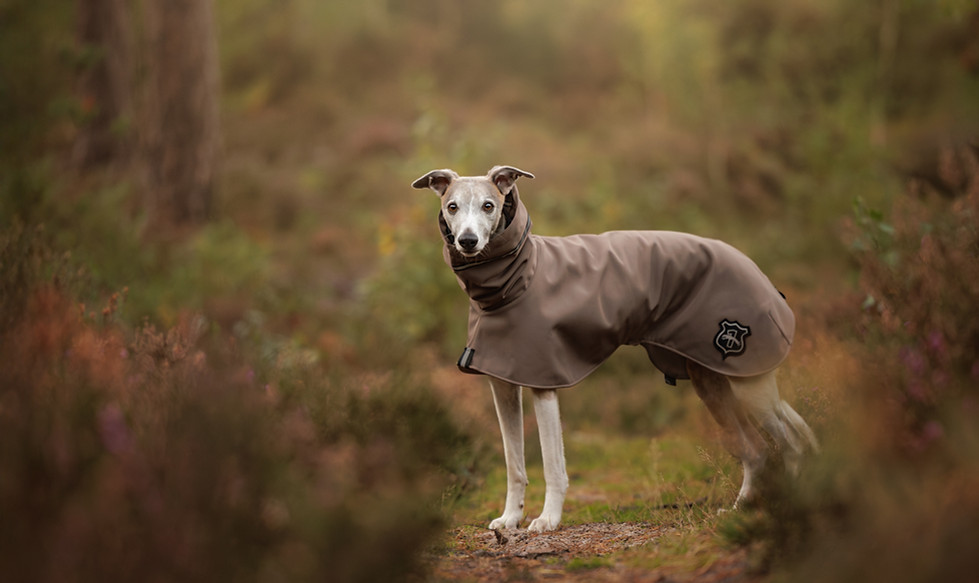 Whippet raincoat with hood