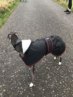 Whippet Coat Fleece Lined Black