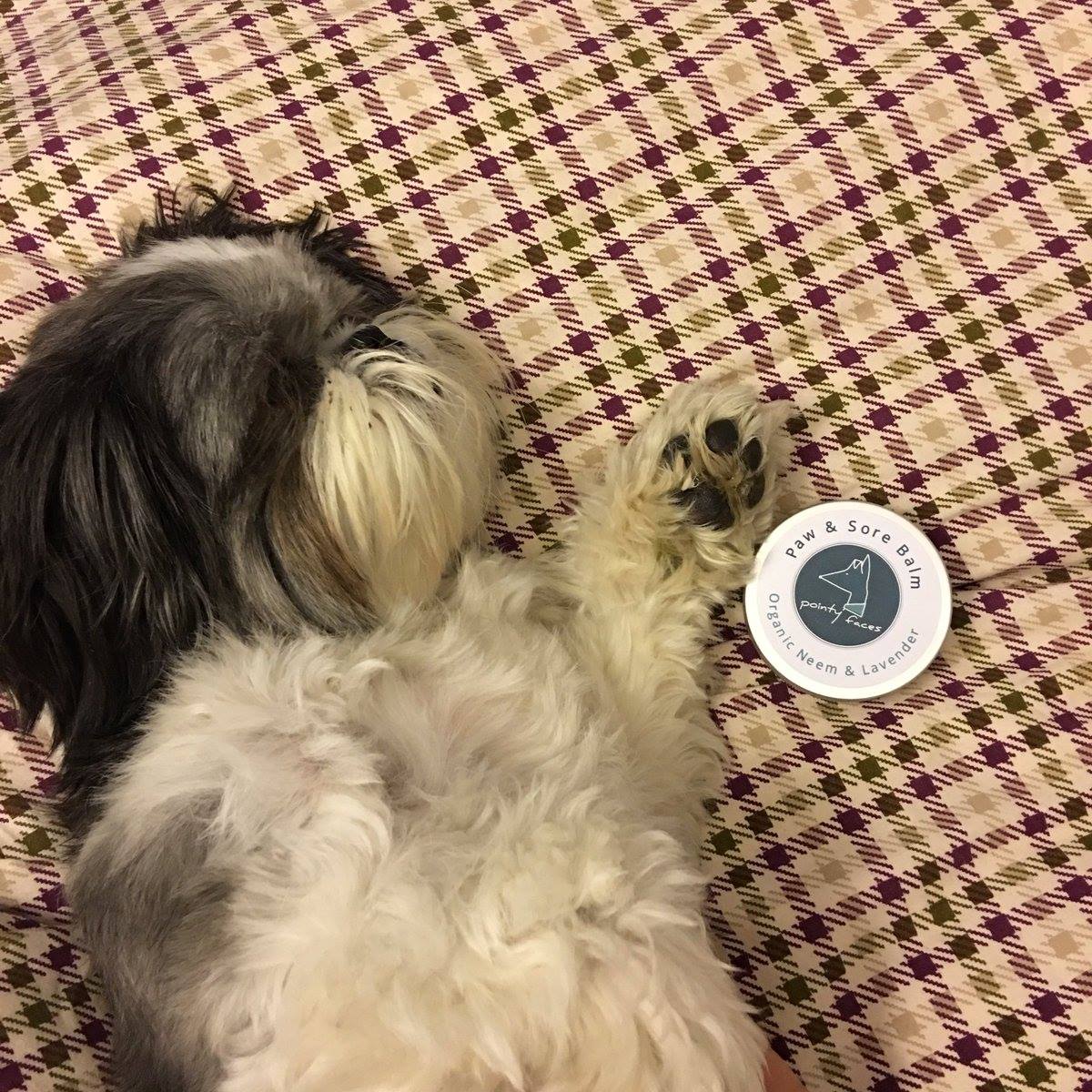 Pointy Faces Organic Dog Paw Balm UK