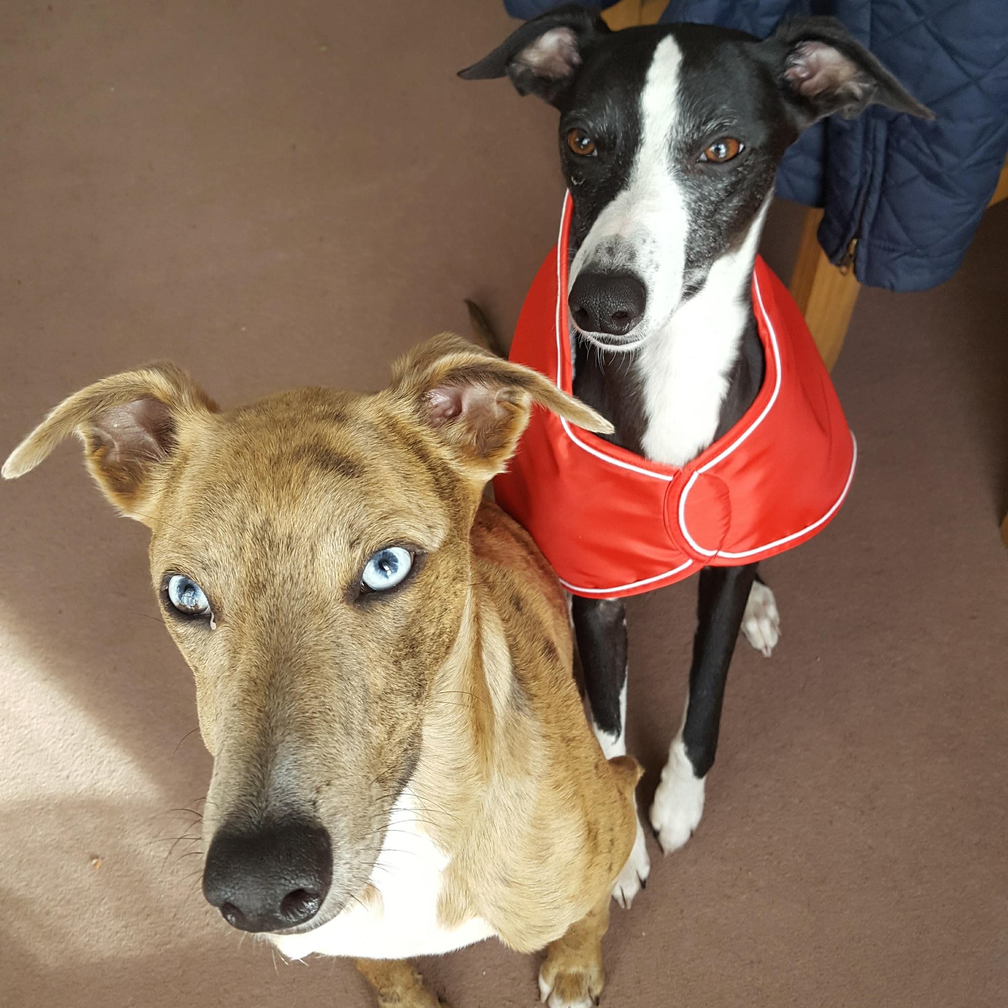 Pointy Faces Whippet Winter Coat Red