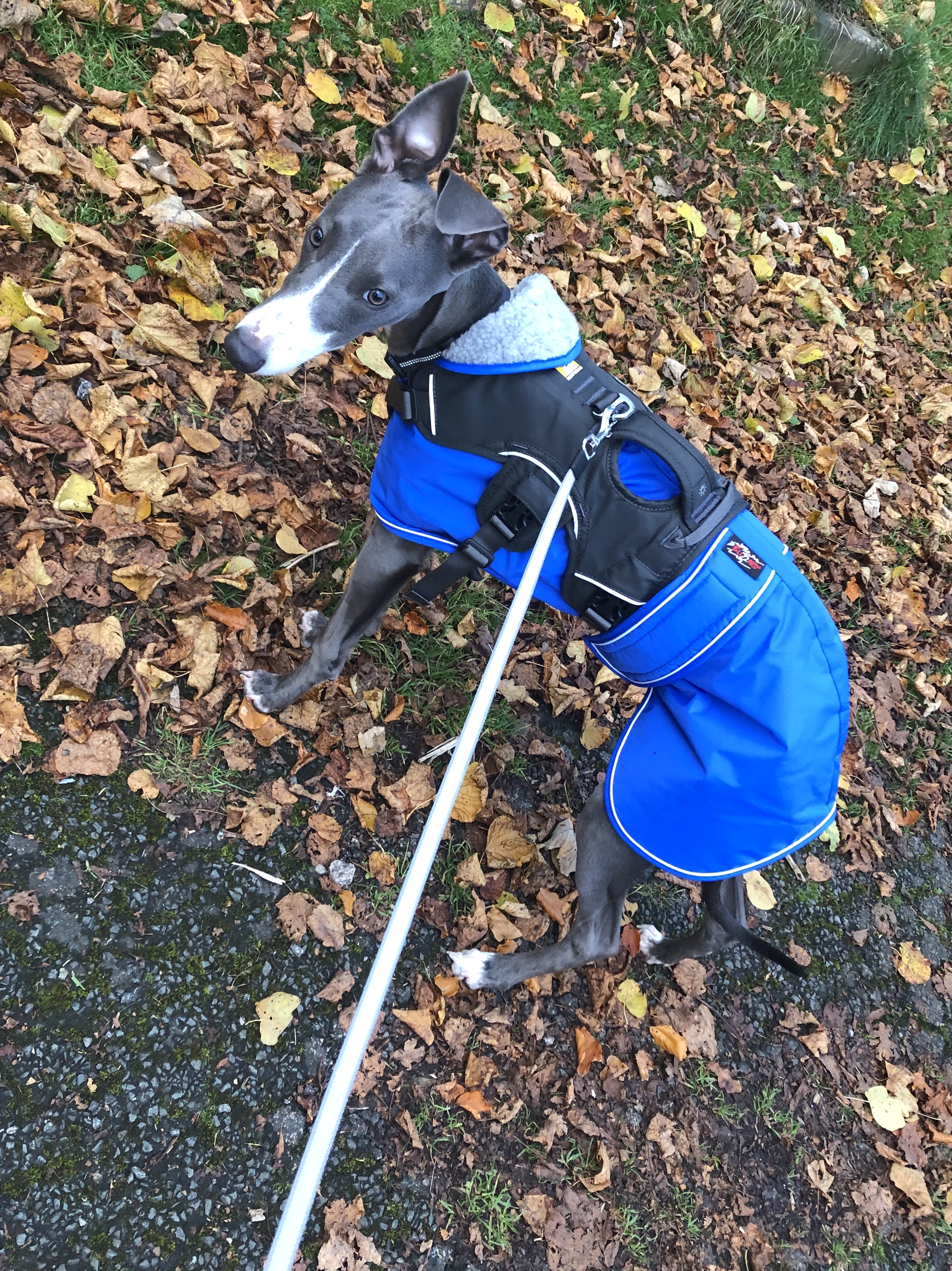 Whippet Coat blue UK wilbur by Pointy Fa