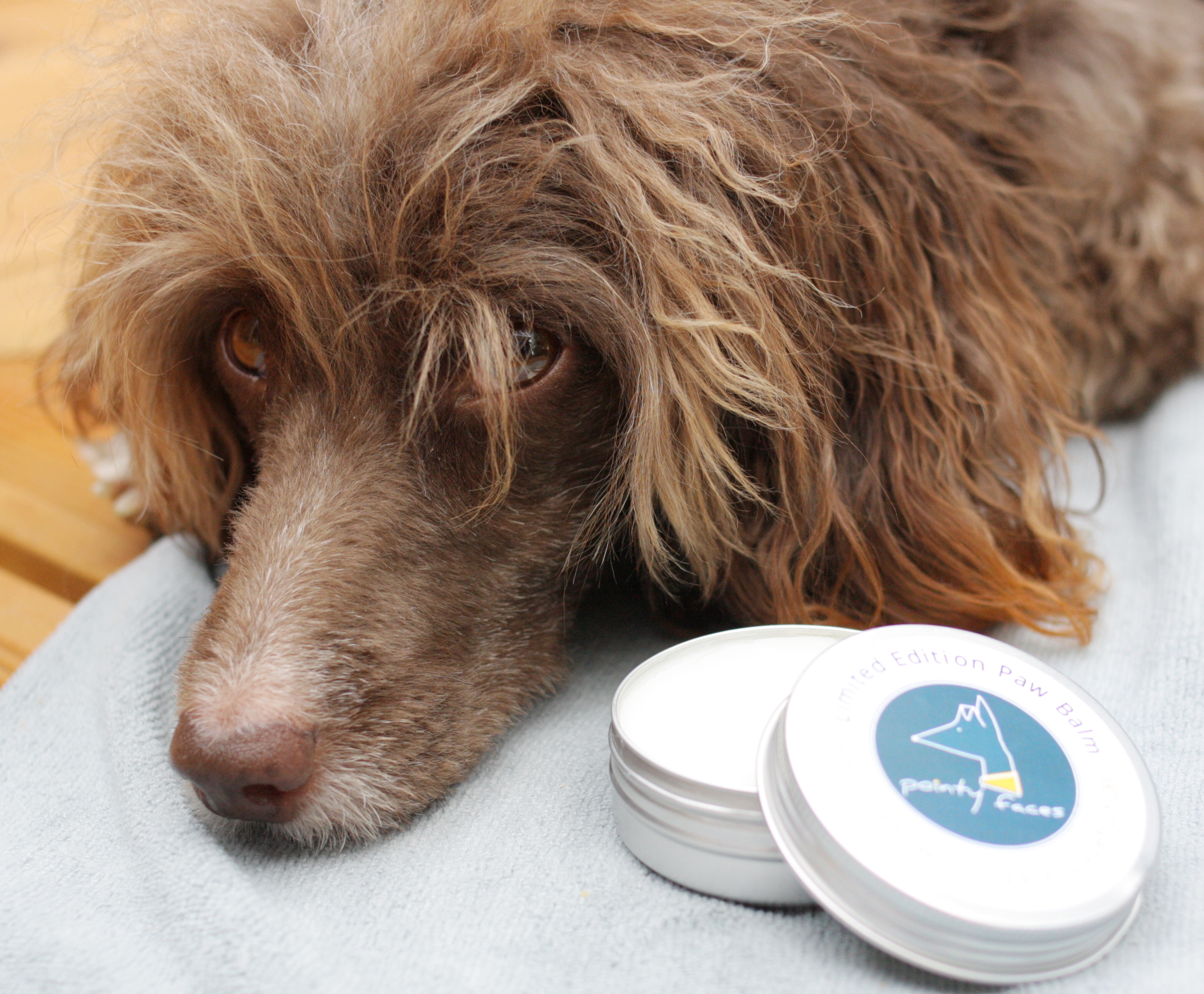 Pointy Faces Organic Dog Paw Balm