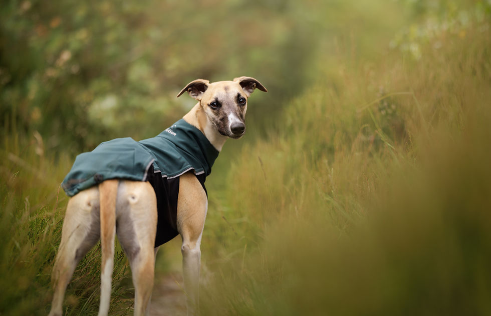 Thumbnail: Whippet Puppy Coat