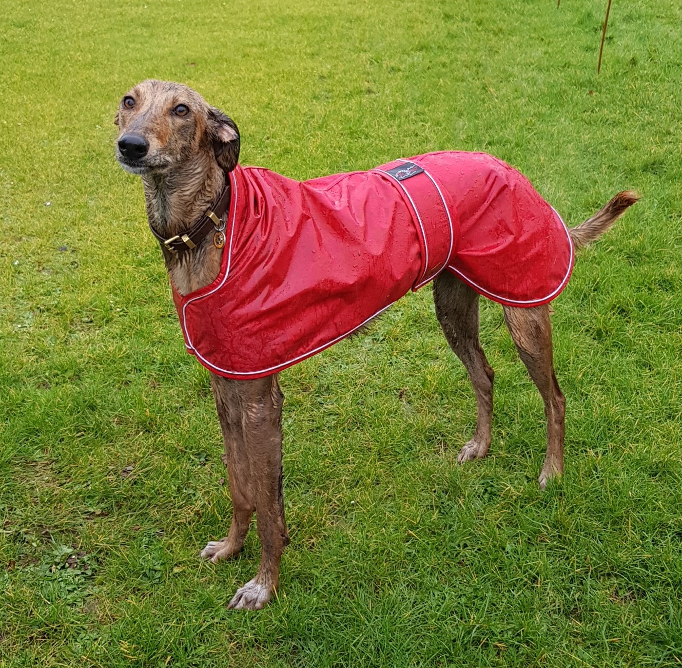 Pointy Faces Lurcher and Greyhound Red Raincoat
