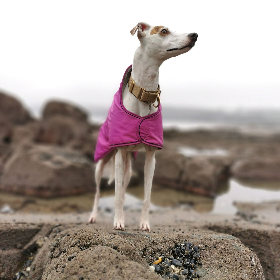 Thumbnail: Lurcher Winter Coats UK Pointy Faces