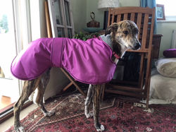 Lurcher Winter Coat Sighthound Pink